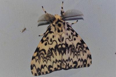 <i>Lymantria monacha</i>