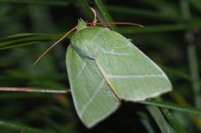 <i>Pseudoips prasinanus</i>