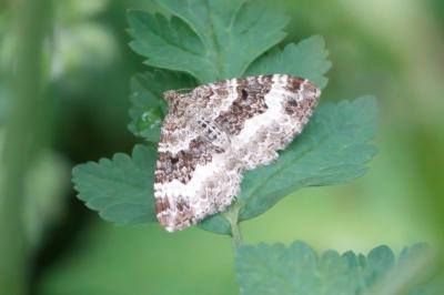 <i>Epirrhoe alternata</i>