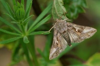 <i>Autographa gamma</i>