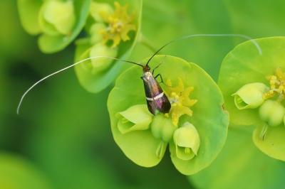 <i>Adela australis</i>