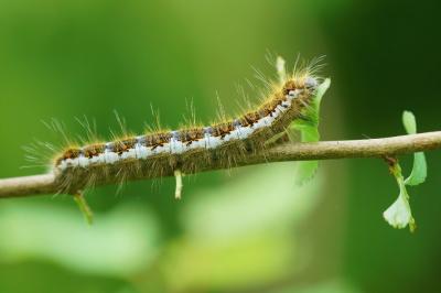 <i>Trichiura crataegi</i>