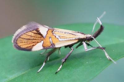 <i>Alabonia geoffrella</i>