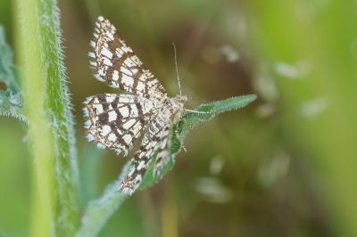 <i>Chiasmia clathrata</i>