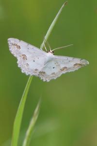 <i>Scopula ornata</i>