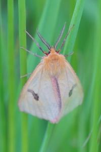 <i>Diacrisia sannio</i>