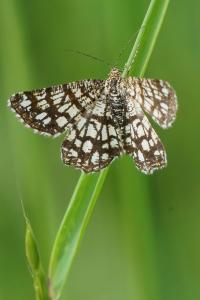 <i>Chiasmia clathrata</i>