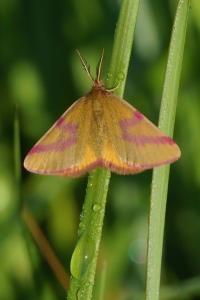 <i>Lythria purpuraria</i>