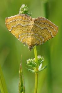 <i>Camptogramma bilineata</i>