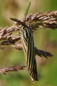 <i>Spiris striata</i>