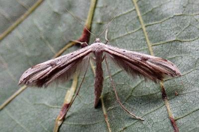 <i>Emmelina argoteles/monodactyla</i>