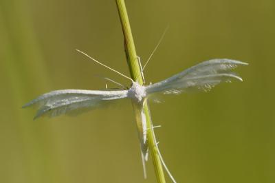 <i>Pterophorus pentadactylus</i>