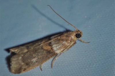 <i>Acrobasis consociella</i>