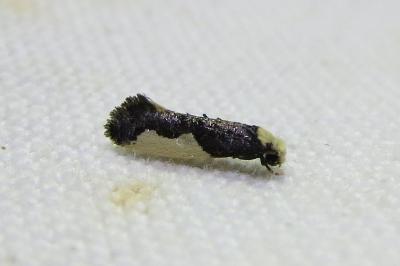 <i>Monopis monachella</i>