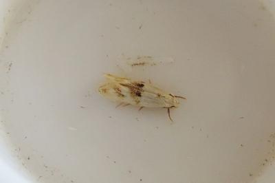 <i>Elachista maculicerusella</i>