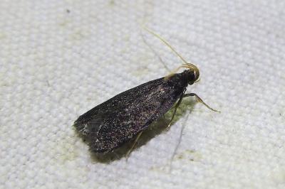<i>Homaloxestis briantiella</i>