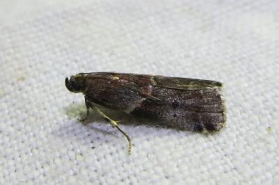 Acrobasis suavella