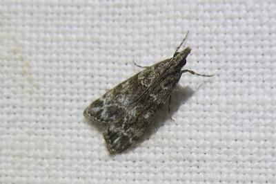 <i>Eudonia mercurella</i>