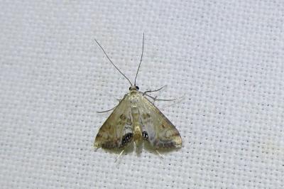 <i>Cataclysta lemnata</i>