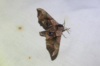 <i>Smerinthus ocellatus</i>