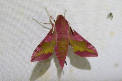 <i>Deilephila porcellus</i>