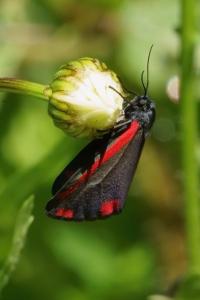 <i>Tyria jacobaeae</i>