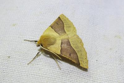 <i>Crocallis elinguaria</i>
