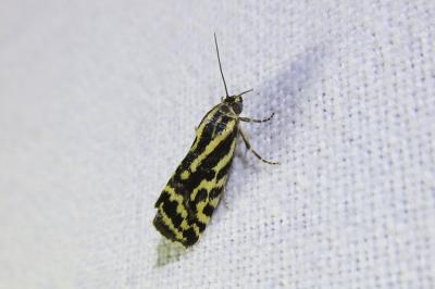 <i>Emmelia trabealis</i>
