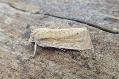 <i>Mythimna straminea</i>
