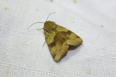 <i>Heliothis viriplaca</i>