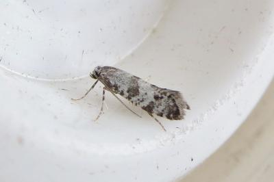 <i>Scythropia crataegella</i>