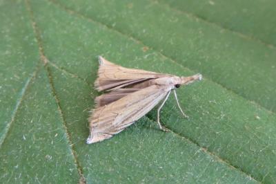 <i>Metacrambus carectellus</i>
