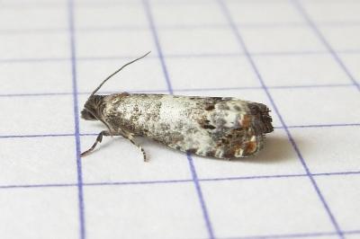 <i>Notocelia trimaculana</i>