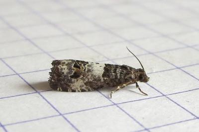 <i>Notocelia trimaculana</i>