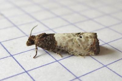 <i>Notocelia roborana</i>