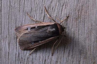 <i>Ochropleura leucogaster</i>
