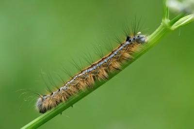<i>Malacosoma neustria</i>