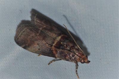<i>Acrobasis advenella</i>