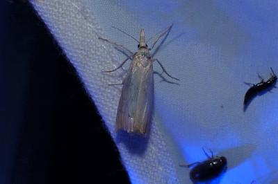 <i>Chrysoteuchia culmella</i>
