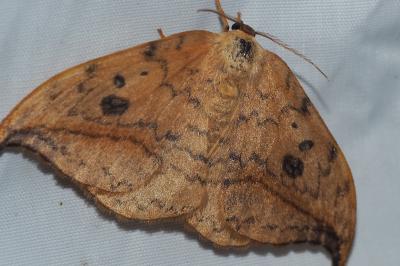 <i>Drepana falcataria</i>