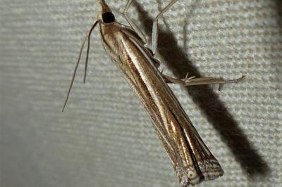 <i>Ancylolomia tentaculella</i>
