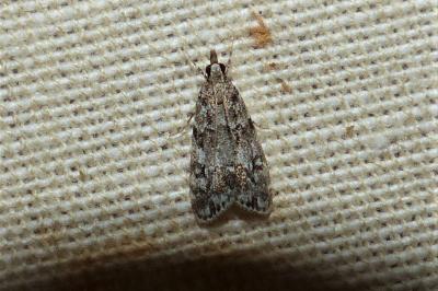 <i>Eudonia mercurella</i>