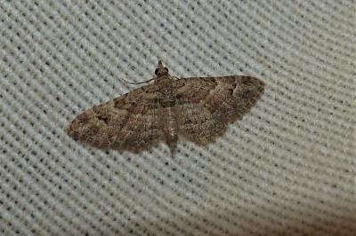 <i>Gymnoscelis rufifasciata</i>