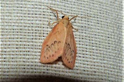 <i>Miltochrista miniata</i>