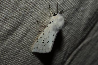 <i>Spilosoma lubricipeda</i>