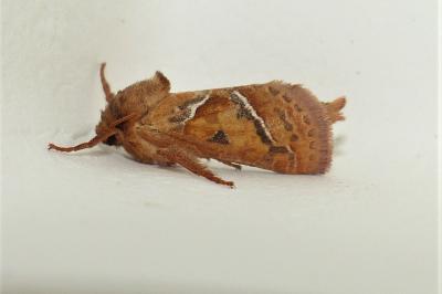 <i>Triodia sylvina</i>