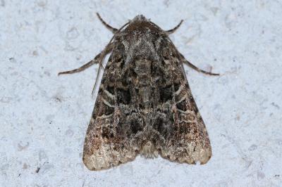 <i>Hadena bicruris</i>