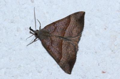 <i>Hypena proboscidalis</i>