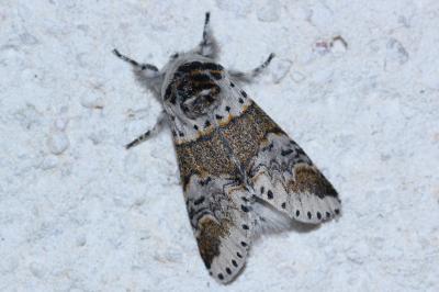<i>Furcula furcula</i>