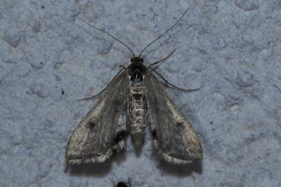 <i>Cataclysta lemnata</i>